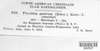 Puccinia asterum image